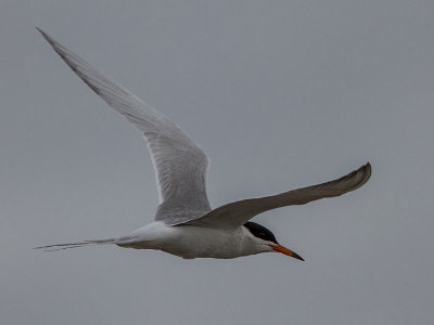 Forster's Tern