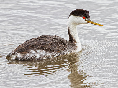 Western Grebe