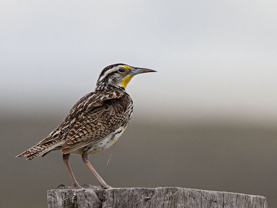 Western Meadowlark