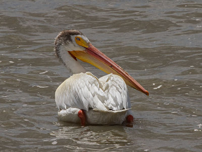 American White Pelican