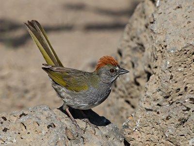 Green-tailed Towhee