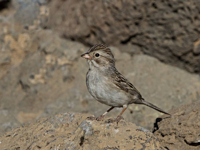 Brewer's Sparrow