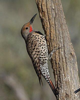 Northern Red-Shafted Flicker