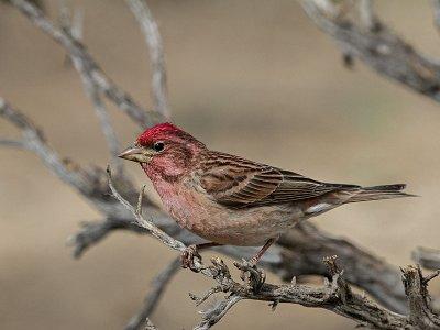 Cassin's Finch