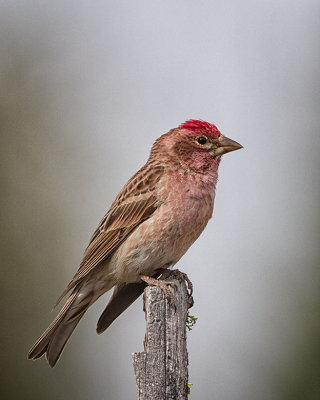 Cassin's Finch