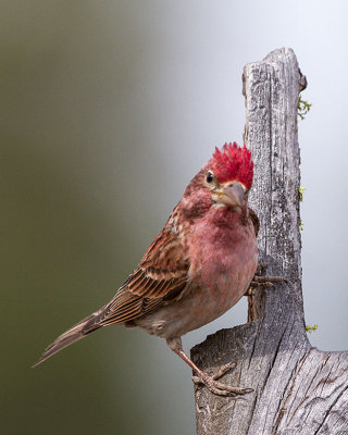 Cassin's Finch