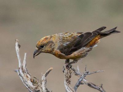 Red Crossbill