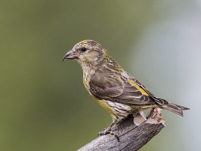 Red Crossbill female