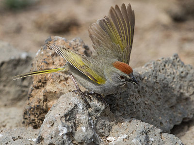 Green-tailed Towhee