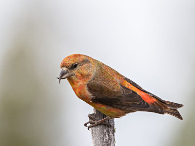 Red Crossbill