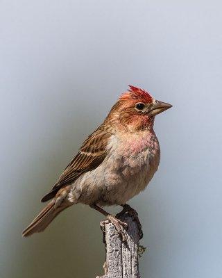 Cassin's Finch