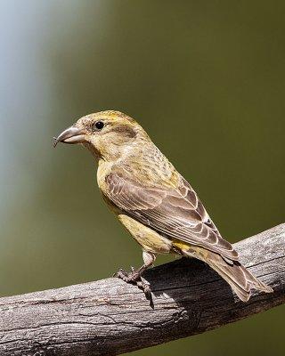 Red Crossbill female