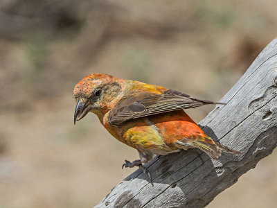 Red Crossbill