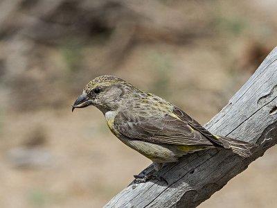 Red Crossbill female