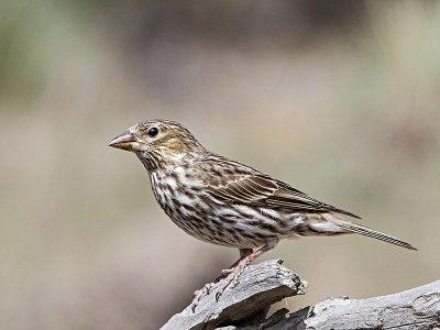 Cassin's Finch female