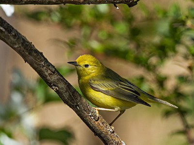 Yellow Warbler female