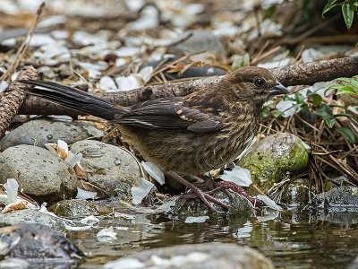 Spotted Towhee juvenile