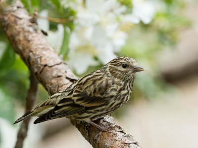 Pine Siskin