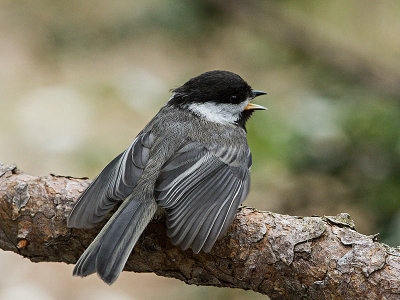 Black-capped Chickadee fledgling