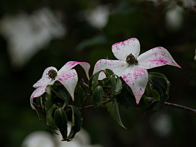 Dogwood Blossom (Cornus sp.)