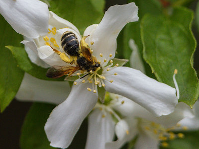 Bee on Mock Orange