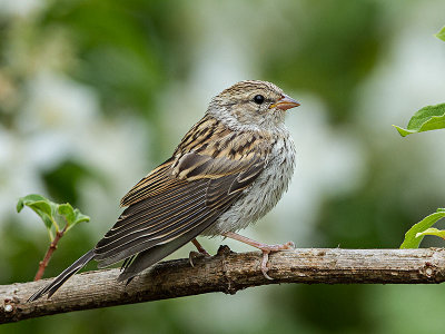 Chipping Sparrow juvenile