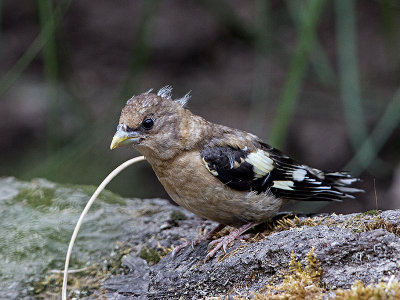 Evening Grosbeak fledgling