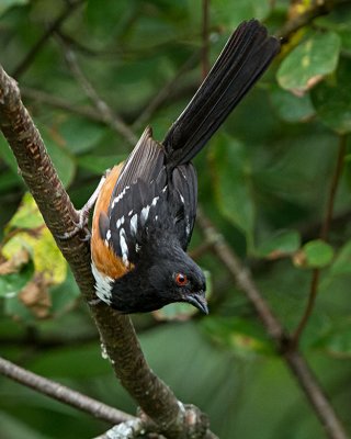 Spotted Towhee