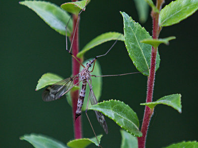 Crane Fly (Tipulomorphia)