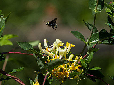 Yellow-faced Bumblebee (Bombus vosnesenskii)