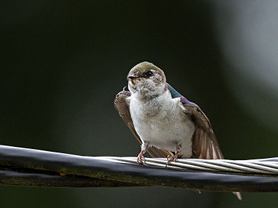 Violet-green Swallow fledgling