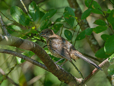Spotted Towhee juvenile