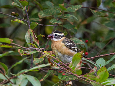 Juvenile Finch, Blackbird, Grosbeak