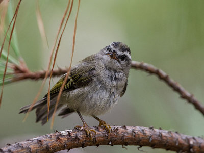 Golden-crowned Kinglet juvenile