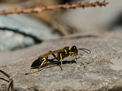 Black and Yellow Mud Dauber (Sceliphron caementarium)