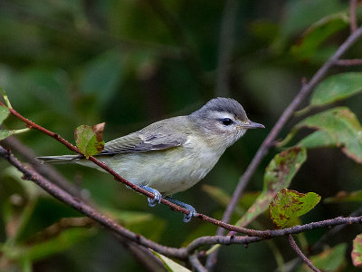 Warbling Vireo