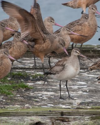 Hudsonian Godwit