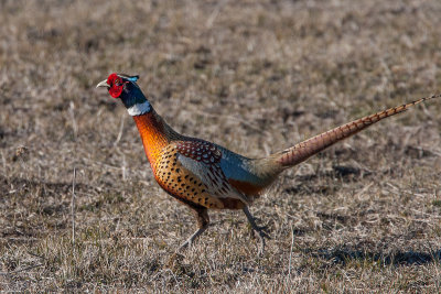 Ring-necked Pheasant