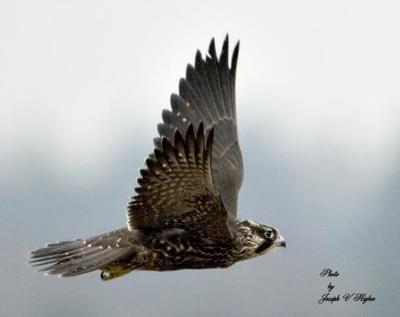 Peregrine Falcon