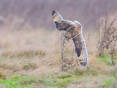 Short-eared Owl