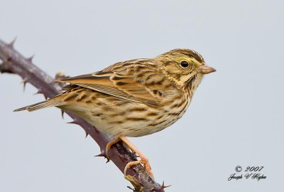 Savannah Sparrow