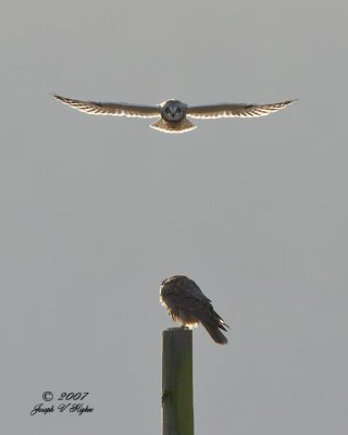 Short-eared Owl Harrassing Peregrine Falcon