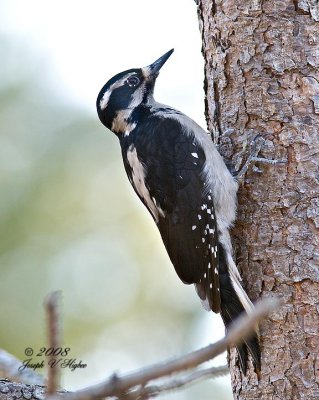 Hairy Woodpecker female