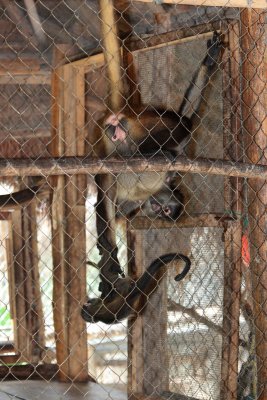 monkeys_050.JPG