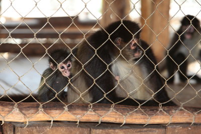 monkeys_051.JPG
