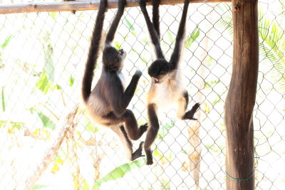 monkeys_078.JPG