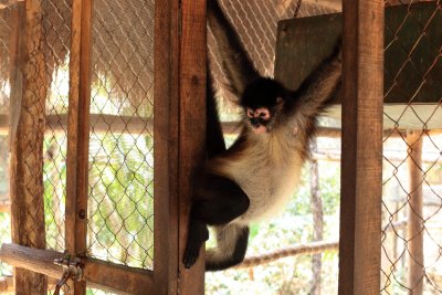 monkeys_086.JPG
