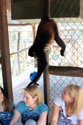 monkeys_094.JPG
