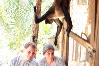monkeys_100.JPG