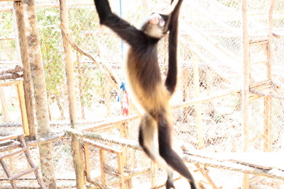 monkeys_106.JPG